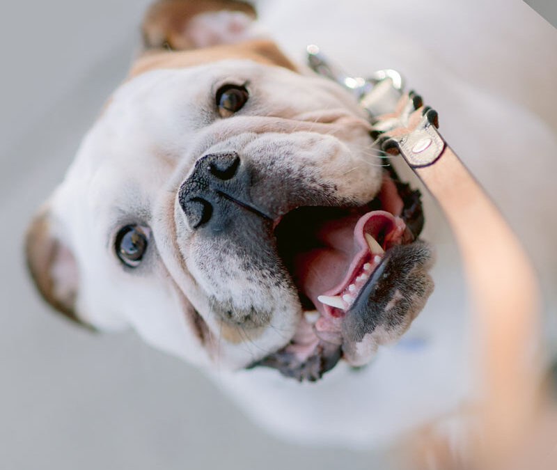 Sit eos beatae a qui modi